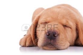 sweet dog !!